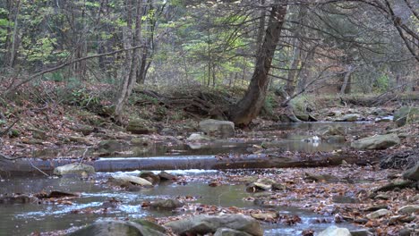 a small stream flowing through the forest on a cool autumn day in the mountains