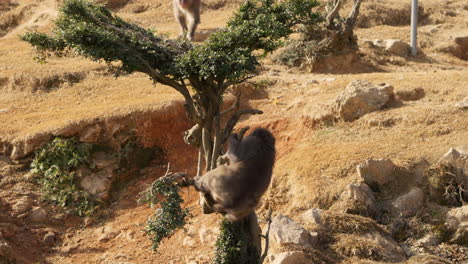 macaco salvaje japonés bajando y saltando de un pequeño árbol en un espacio abierto