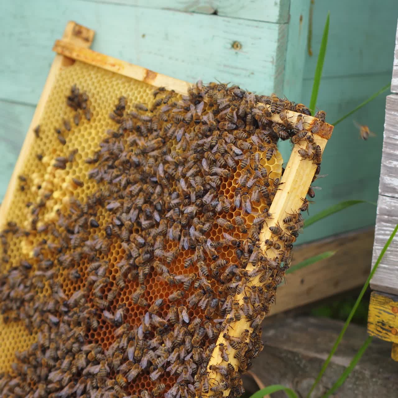 Frames of a bee hive. Beekeeper harvesting honey. Working bees on honey cells. Apiary concept
