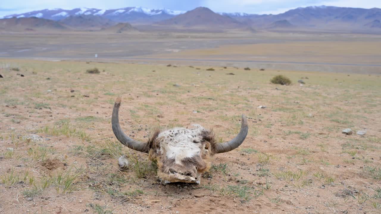 A weathered yak skull lies on the arid ground of the remote Mongolian steppe, with snow-capped mountains in the distance. A stark symbol of life and death in a harsh climate