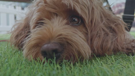 adorable perro cavapoo al aire libre