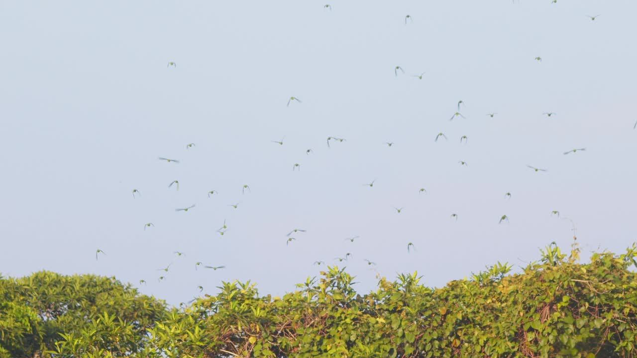 Bright blue winged Parrots form a flock in flight across the rainforest sky deep in Peru’s Amazon.