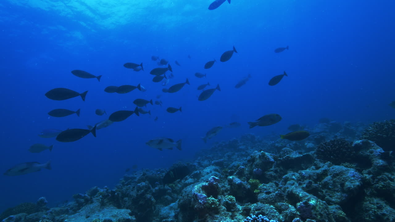un hermoso paisaje submarino lleno de peces shcoolinh de todos los tamaños y colores bajo el brillante sol tropical