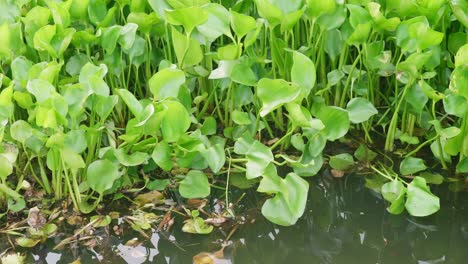 many water hyacinths on the river in the morning in the countryside of thailand