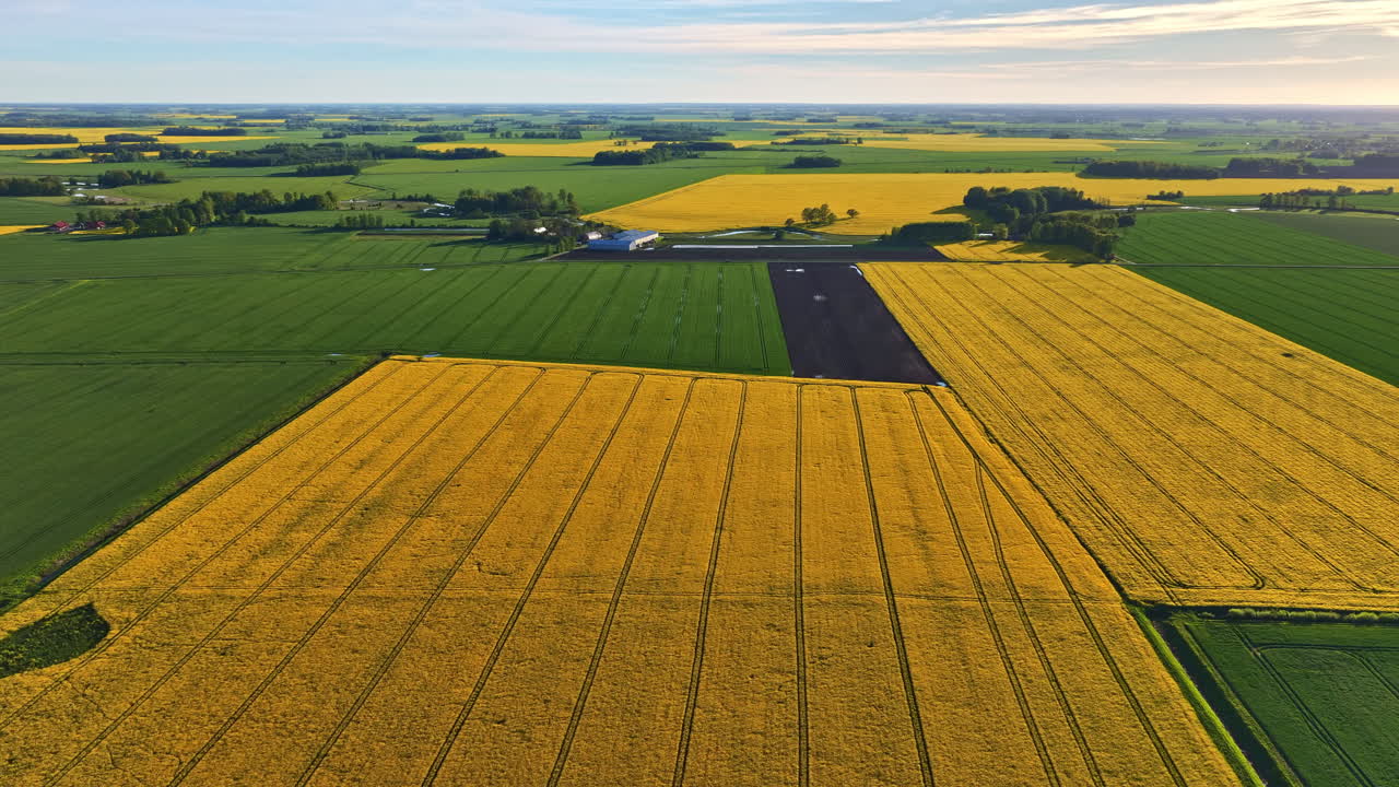 Rapeseed oil yellow field agriculture before harvest industrial farm farmland, aerial drone Europe