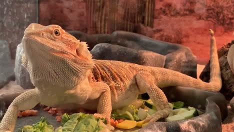 bearded dragon eating diced up mangoes in a salad tray