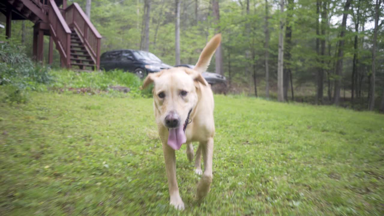 A labrador in a forest