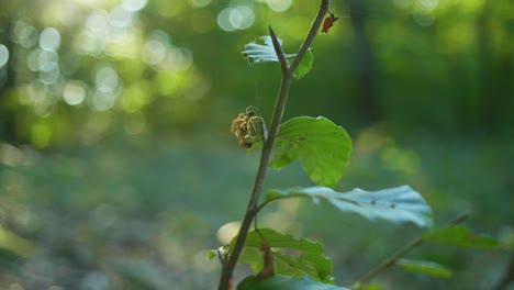 4K-slow-motion-macro-shot-of-two-spiders-fighting-against-each-other-for-a-dead-fly,-against-the-sunlight,-in-the-middle-of-the-forest