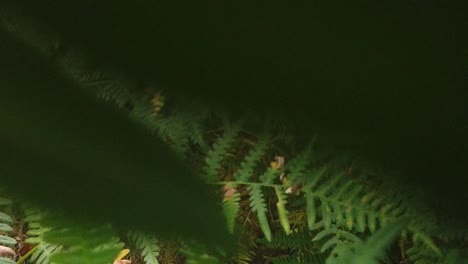 planta de helecho en el bosque