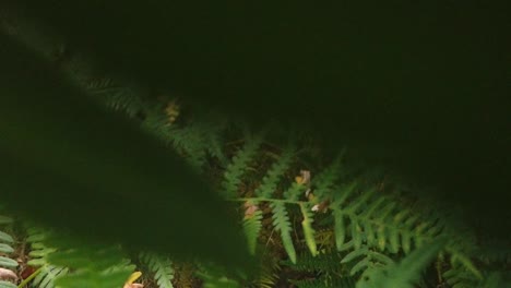 fern plant in the forest