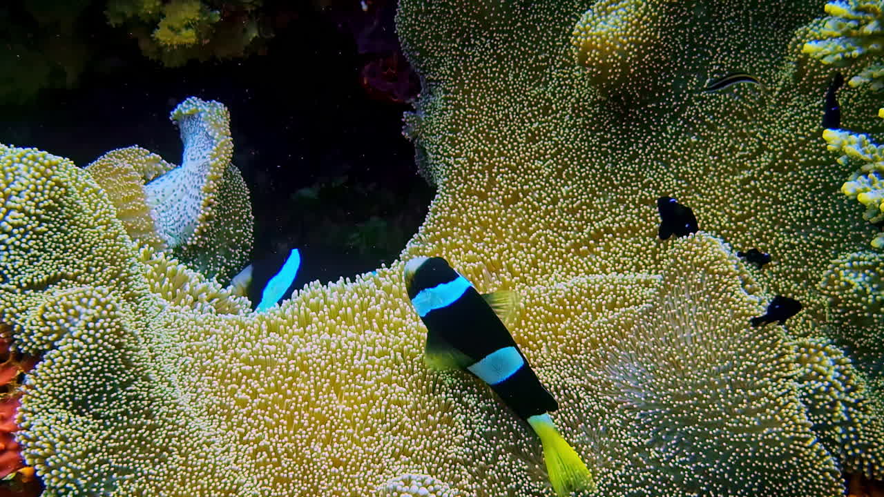 I pesci pagliaccio ondeggiano tra i coralli molli, un vertebrato nero e blu si contorce delicatamente.