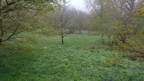 Rising-aerial-flight-starting-at-ground-level-in-a-bluebell-wood-in-fog