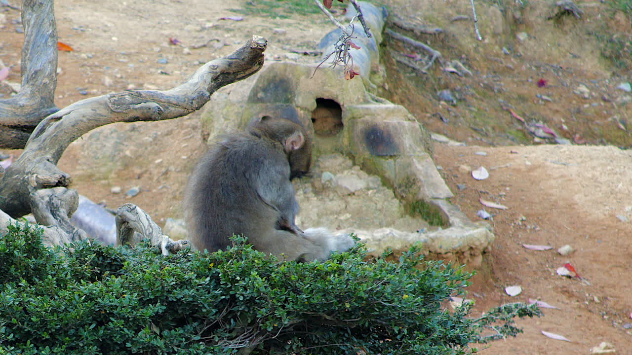 Jeune macaque assis sur une branche d’arbre, soignant sa fourrure grise