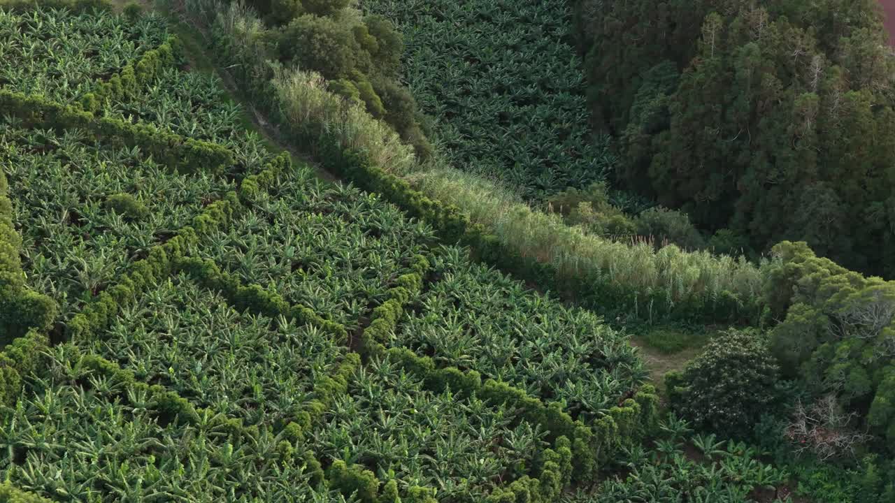 Bananas plantation in the Madeira island