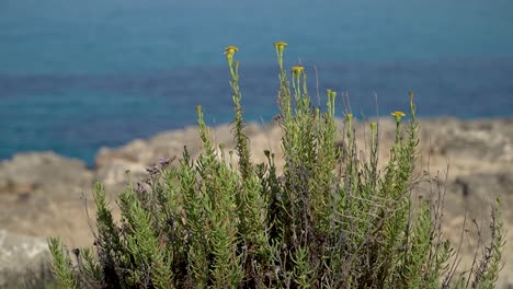 manojo de samphire dorado con flores amarillas, mar mediterráneo borroso en el fondo