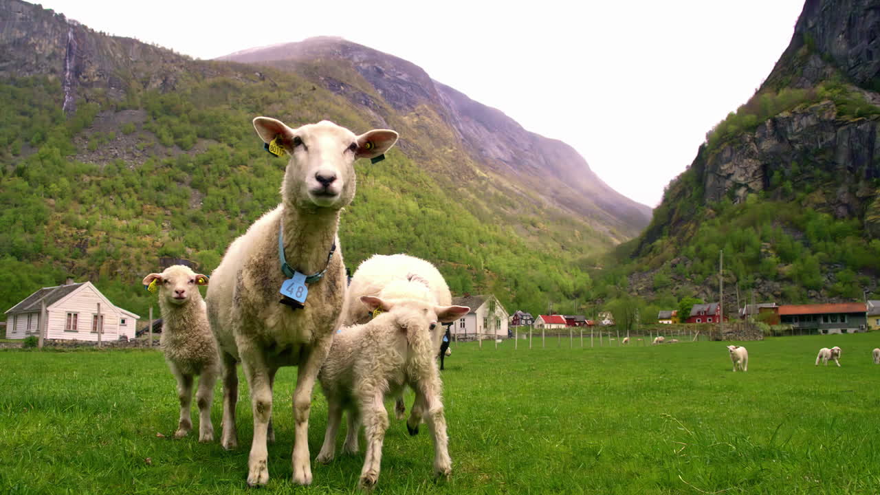 ⁇ 은 날 산의 목초지 에서 양 들 과 양 들