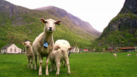 sheep and lambs in a mountain pasture on a sunny day