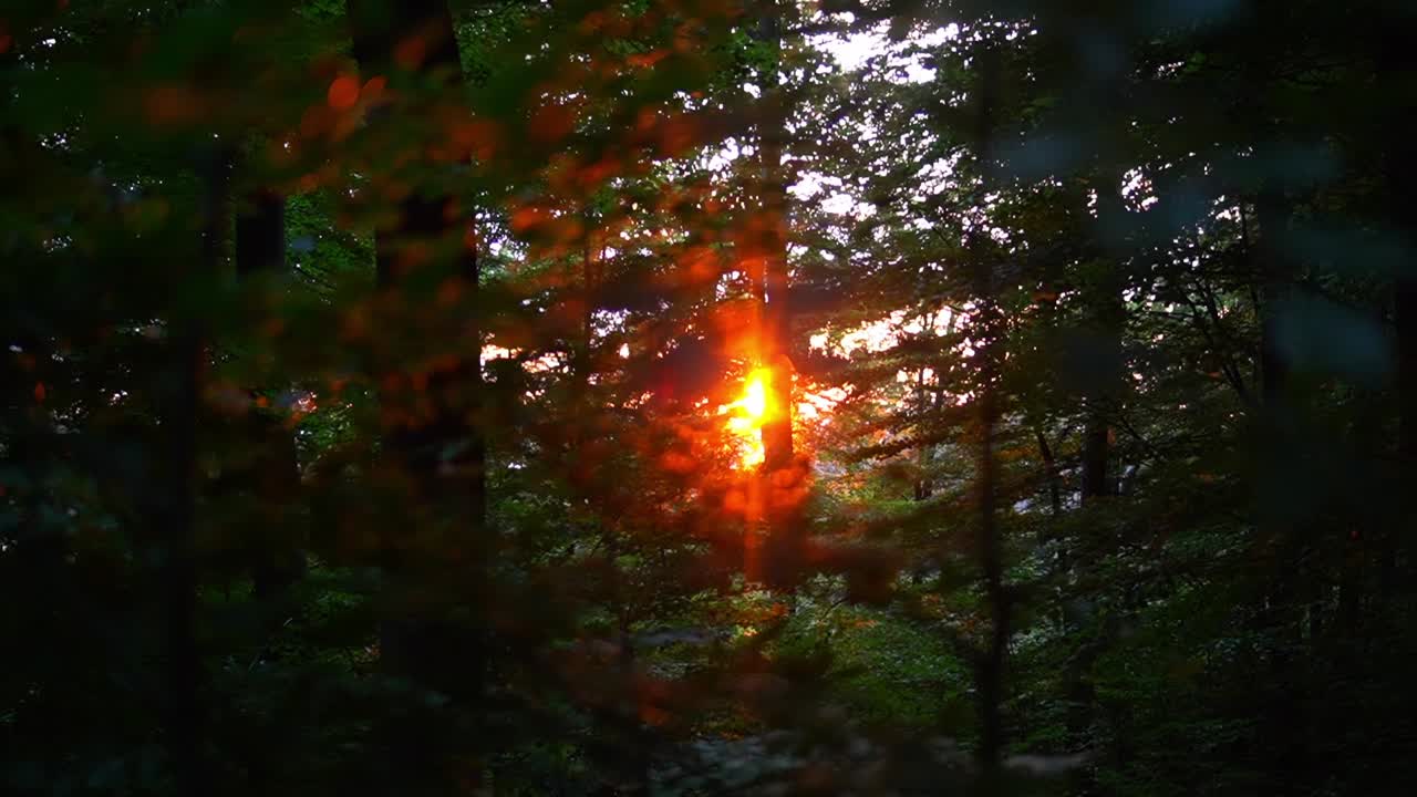 puesta de sol en un hermoso bosque con el sol en el fondo y algunas hojas borrosas en primer plano en alemania
