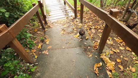 a brush turkey wanders across a boardwalk in the sunshine coast queensland