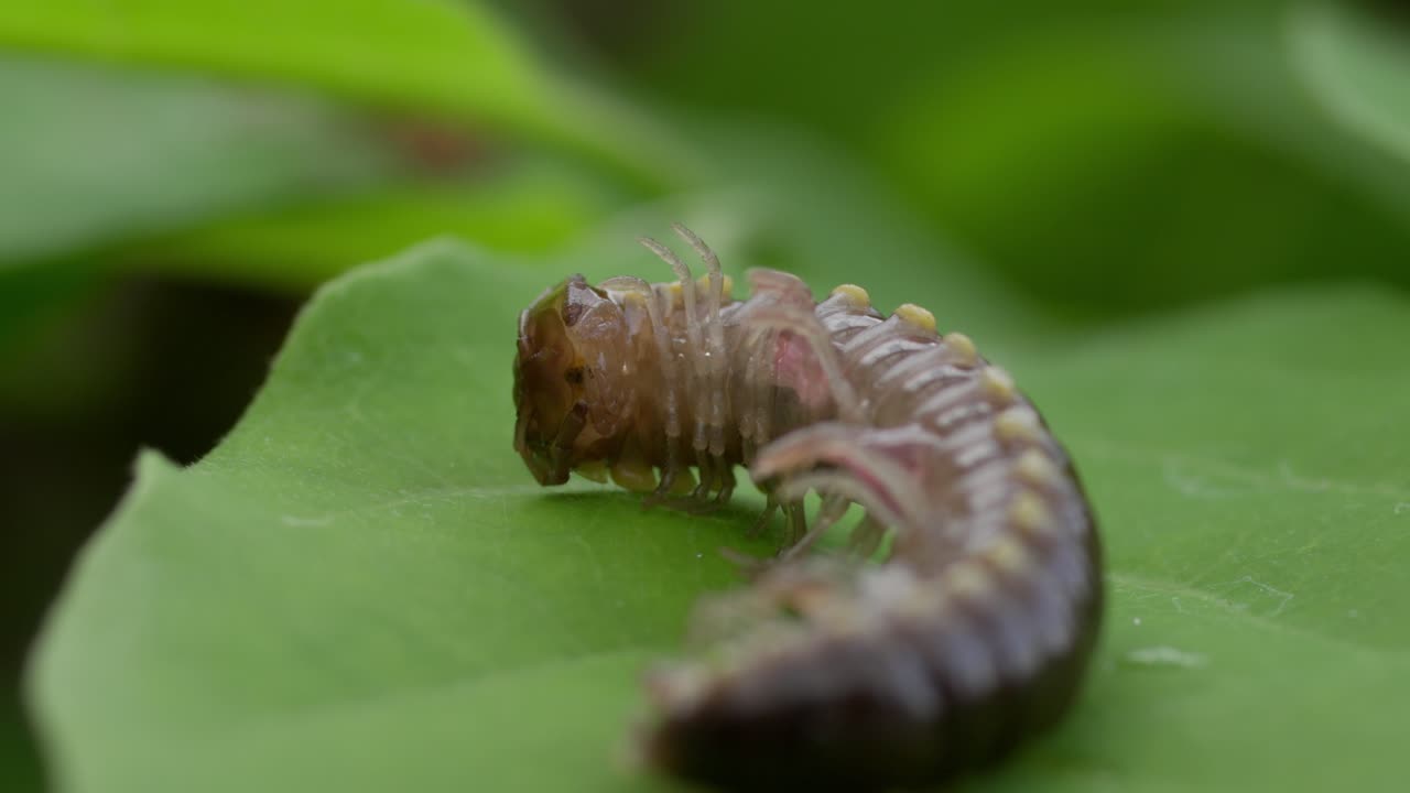 video macro en primer plano de una oruga en una hoja verde