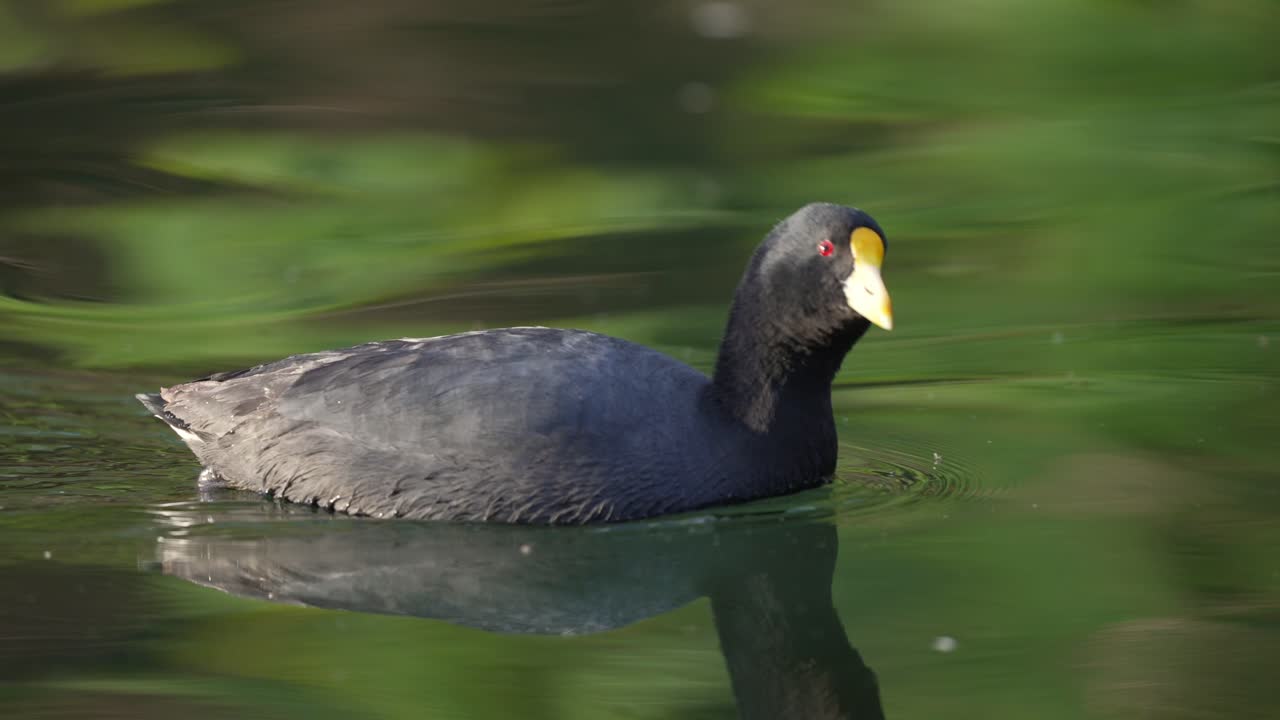 호수에서 수영하는 흰 날개 물닭