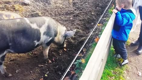 Mother-And-Son-Looking-At-Pigs-In-Pigsty,-Pigs-Eating-In-Pigsty