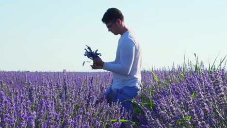 Hombre-Recogiendo-Flores-De-Lavanda-En-El-Campo-En-Primavera