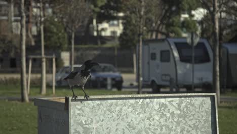 Cuervo-Buscando-Comida,-Descansando,-Cámara-Lenta-4k-Uhd