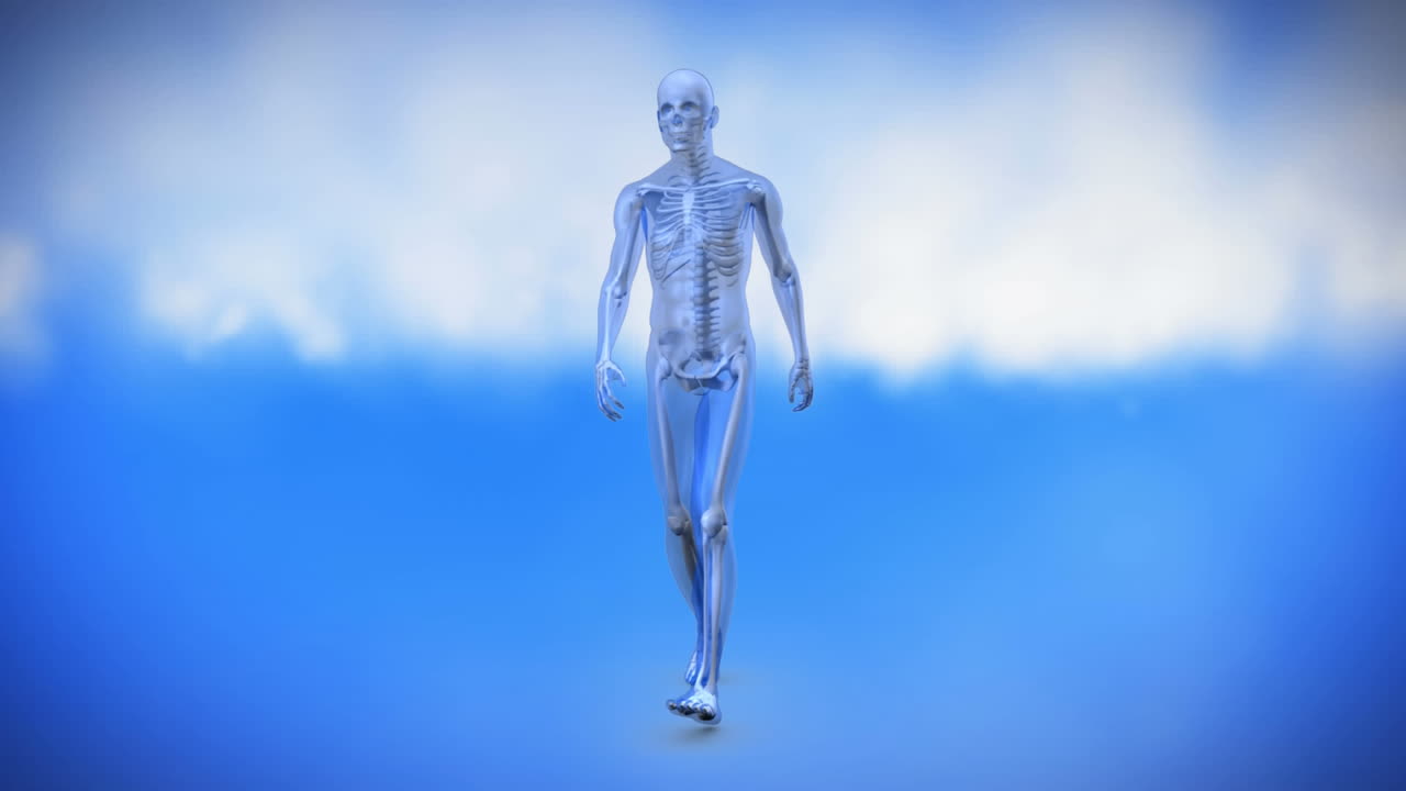 Human skeletal system walking in a circle 