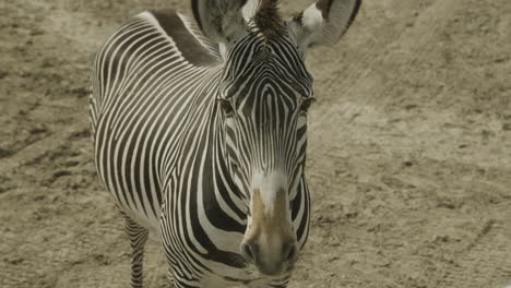 a single zebra staring into the camera from close up