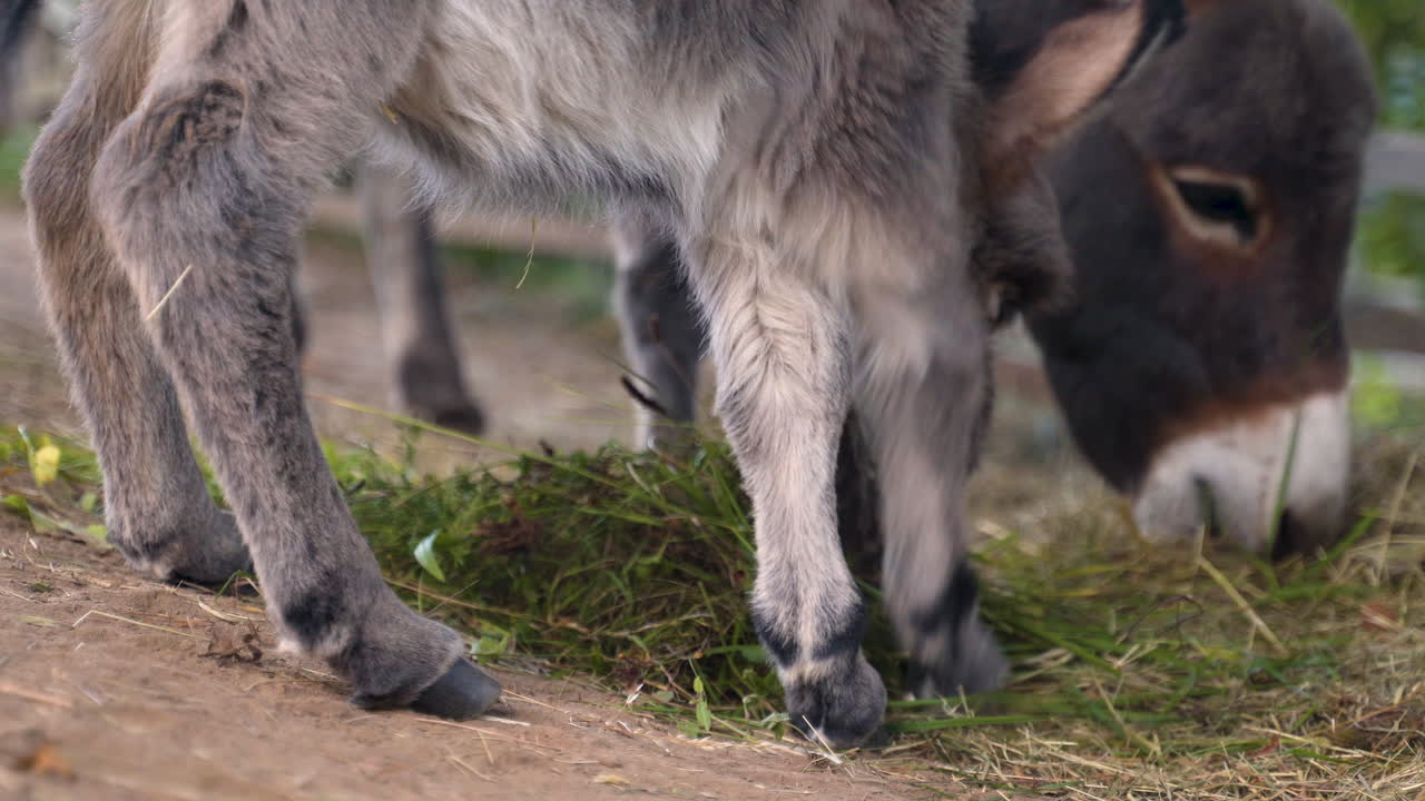 건초와 신선한 푸른 풀을 먹고 있는 귀여운 갓 태어난 소형 지중해 당나귀, 어설프게 발로 균형을 잡고, 그 어미는 뒤에서 풀을 뜯고, 정적 클로즈업 4k 샷