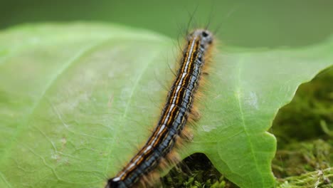 small caterpillar crawling at the top of a leaf on moss in the forest, close up still shot