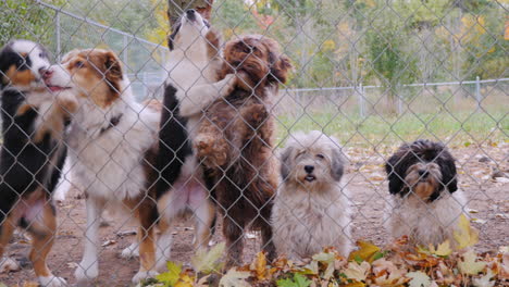 muchos perros detrás de la red de la pajarera esperando al dueño 1