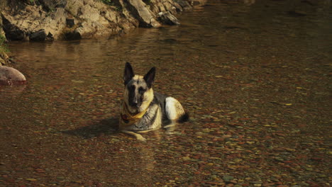 a german shepherd dog wearing a yellow scarf cools off by laying in the creek and drinking water to quench his thirst on a camping trip on a hot sunny afternoon