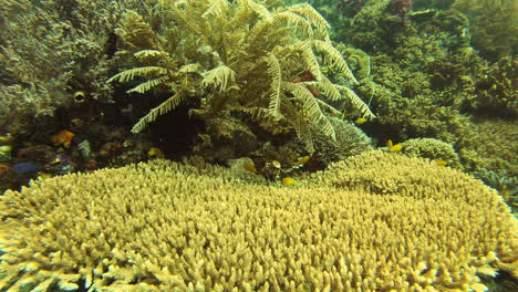 catching shade in the deep ocean