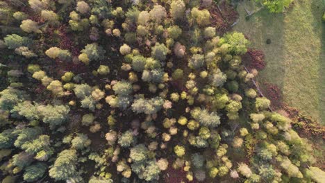 Imágenes-Aéreas-De-Drones-Volando-Lentamente-Sobre-Un-Dosel-De-árboles-Nativos,-Un-Camino-Y-Ruinas-Con-Colores-De-árboles-De-Otoño-Verdes-Y-Naranjas-Al-Amanecer-En-Loch-Kinord,-Muir-Of-Dinnet-Reserva-Natural-Nacional,-Escocia