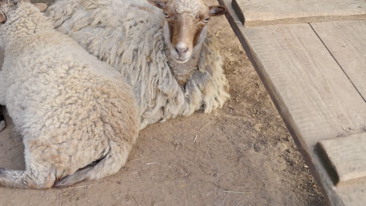 카메라 를 강렬 한 시선 으로 바라보는 염소 의 클로즈업 도리 아웃