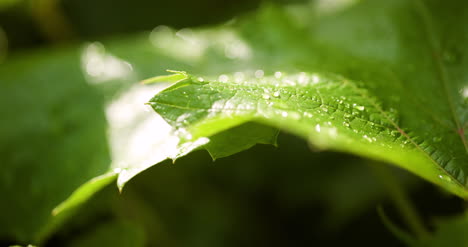 water drops on leaf surface 1