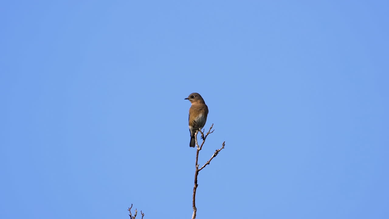 Un tordo marrone e bianco sulla cima di un albero con sfondo di cielo blu
