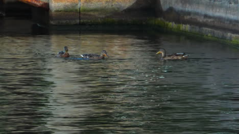 Ducks swimming in water next to a concrete wall