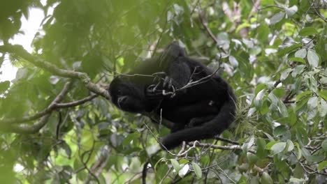 a black howler monkey resting on a tree branch in a lush green forest