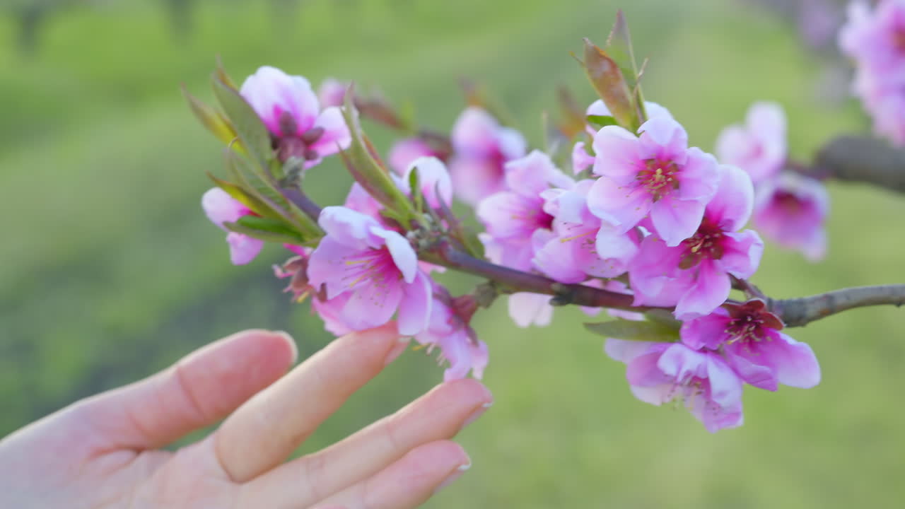 Close up of a woman's hand touching a tree branch with pink flowers in full bloom in an orchard