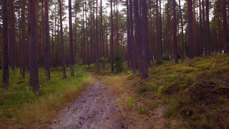 Wild-pine-forest-with-green-moss-and-heather-under-the-trees,-slow-aerial-shot-moving-between-trees,-natural-forest-road,-sunny-autumn-day,-sunrays-and-shadows,-wide-angle-drone-shot-moving-forward