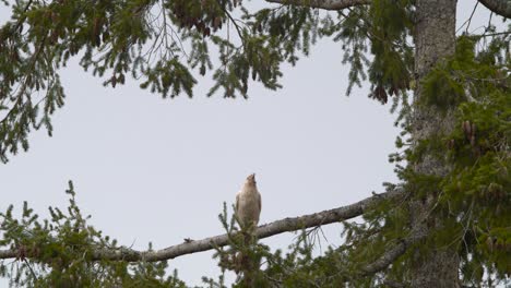 an albino raven perched on the branch of a tree looking in the distance in vancouver island, canada