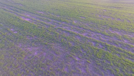 volando sobre hermosos campos amarillos mientras el sol se pone lentamente-5