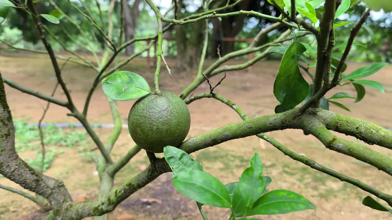A Kaffir lime tree with its fruit is shown. Its leaves are essential in Malaysian and Southeast Asian cuisine. Both the fruit and leaves are also used in traditional medicine