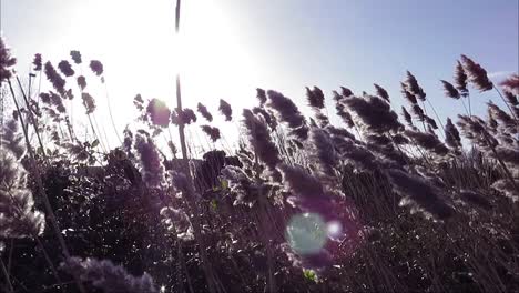 pampas grass moved by wind