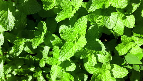 Mint-plantation-on-a-beautiful-sunny-day