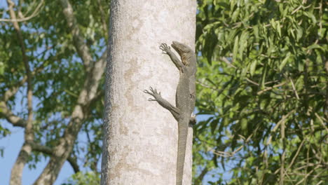 monitor lizard rests vertically on tree