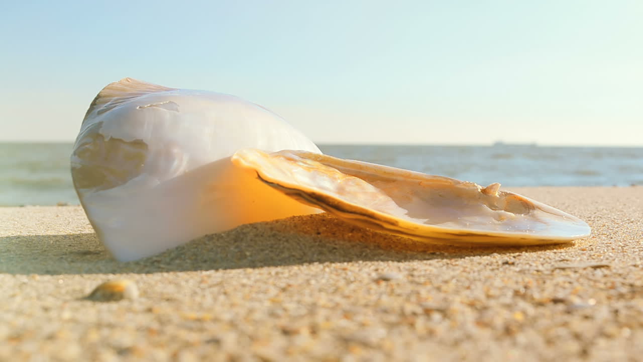 Shells on the beach. Shooting on the beach